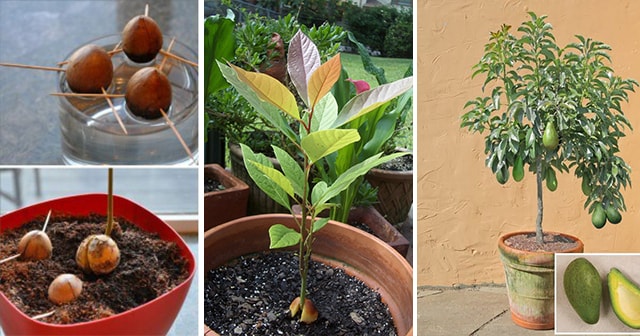 Craving for Avocado? Check this Easy Way on How to Grow Avocado in your Home! Find out how!